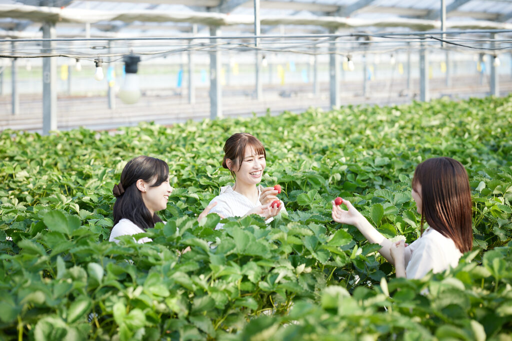 写真。ビニールハウスのいちご畑の中で、３人の女性が楽しそうにイチゴ狩りしている。